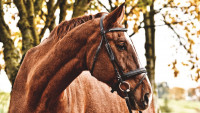 kůň horse-3609347 1280